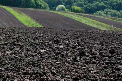 Чернозем плодородный