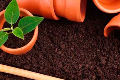 Грунт для рассады