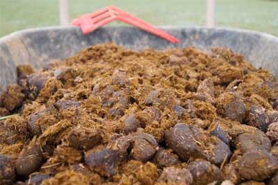 Купить конский навоз